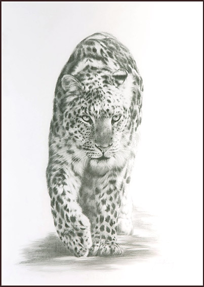 Jules Kesby, leopard fine art pencil drawing